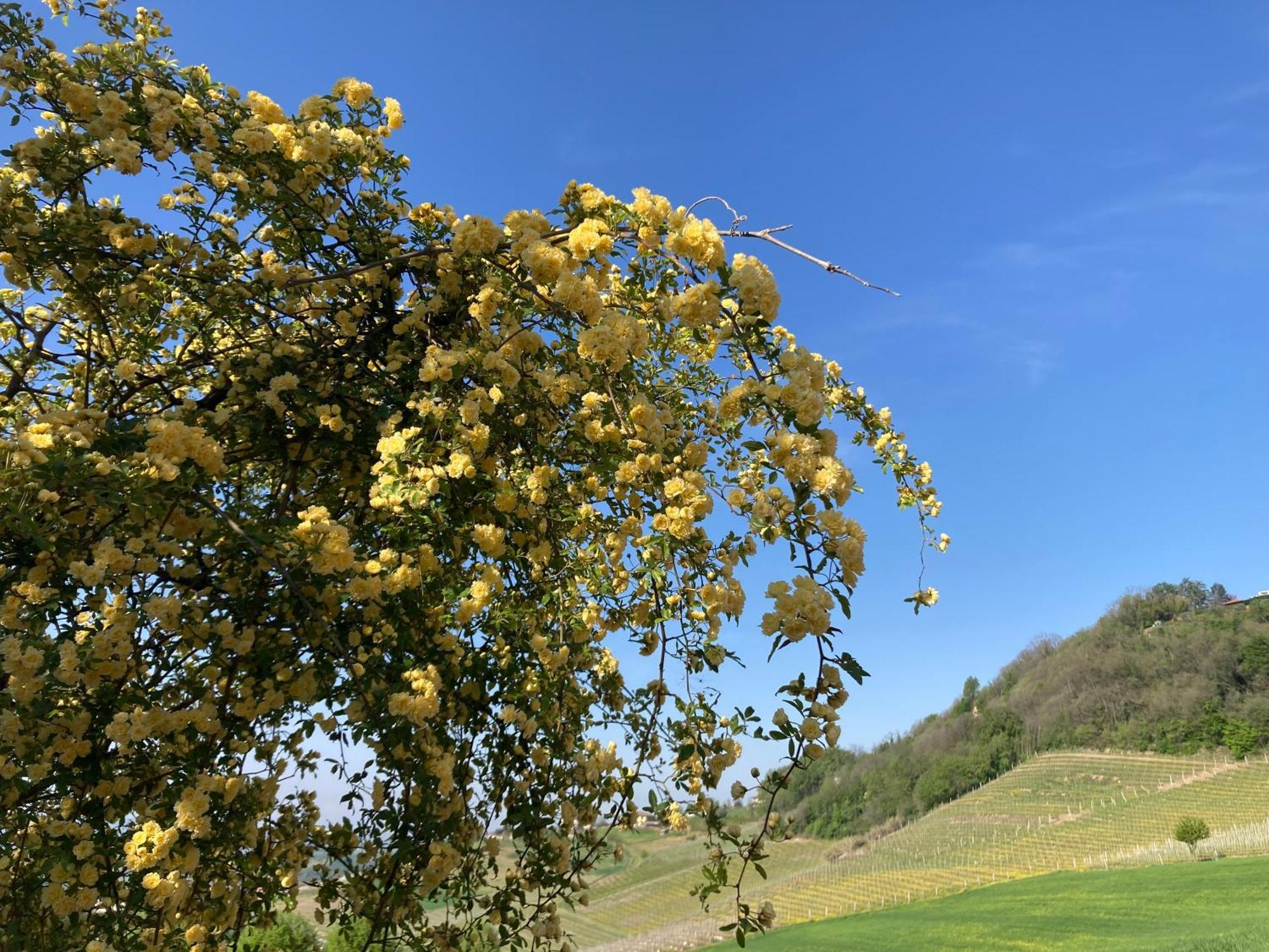 Greeneria Guarene Zewnętrze zdjęcie